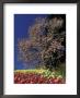 Tulips And Magnolia Tree, Cincinatti, Ohio, Usa by Adam Jones Limited Edition Print
