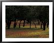 Late Afternoon Light On Bluebonnets And Oak Tree, Hill Country, Texas, Usa by Adam Jones Limited Edition Print