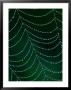 Dewdrop On Spider Web, Louisville, Kentucky, Usa by Adam Jones Limited Edition Pricing Art Print