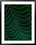 Dewdrop On Spider Web, Louisville, Kentucky, Usa by Adam Jones Limited Edition Pricing Art Print