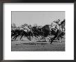 Needles In Kentucky Derby, Winner Of The 82Nd Running Of The Most Famous Of Us Horse Races by Hank Walker Limited Edition Print