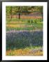 Late Afternoon Light On Meadow Of Texas Paintbrush And Bluebonnets by Adam Jones Limited Edition Pricing Art Print