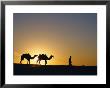 Camels And Guide, Zaafrane, Tunisia, North Africa by David Poole Limited Edition Print