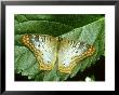 White Peacock Butterfly, Anartia Jatrophae by Adam Jones Limited Edition Print