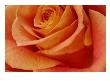 Rose Close Up by Miguel Paredes Limited Edition Print