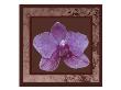 Pink Orchid by Miguel Paredes Limited Edition Pricing Art Print