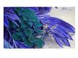 Flores Xxiv by Miguel Paredes Limited Edition Print