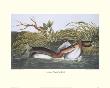 American Pied-Bill Dobchick by John James Audubon Limited Edition Pricing Art Print