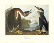 Red-Necked Grebe by John James Audubon Limited Edition Print