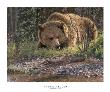 September Grizzly by Bruce Miller Limited Edition Pricing Art Print