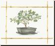 Camellia Bonsai by Bambi Papais Limited Edition Print