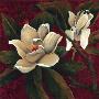 Summer Magnolia Ii by Mary Beth Zeitz Limited Edition Print