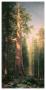 Giant Trees, Mariposa Grove, California by Albert Bierstadt Limited Edition Pricing Art Print