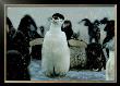 Pygoscelis Antarctica (Penguin) by Steve Bloom Limited Edition Print