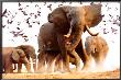 Elephant Herd by Steve Bloom Limited Edition Print