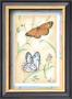 Checkerspot & Pine White by Paul Brent Limited Edition Pricing Art Print