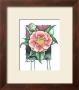 Camellia by Paul Brent Limited Edition Print
