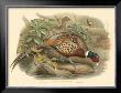 Pheasants I by John Gould Limited Edition Print