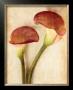 The Calla Lilly by Thea Schrack Limited Edition Pricing Art Print