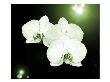 Water Orchids by Miguel Paredes Limited Edition Pricing Art Print