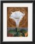 Angel's Trumpet by Fred Wessel Limited Edition Print