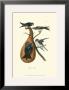 Purple Martin by John James Audubon Limited Edition Pricing Art Print