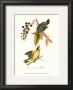 Warbler by John James Audubon Limited Edition Print
