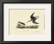 Wilson's Phalaropel by John James Audubon Limited Edition Pricing Art Print