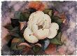 Magnolia, Full Bloom by Janice Sumler Limited Edition Pricing Art Print