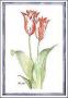 Tulipa Van Dyke by Paul Brent Limited Edition Print