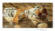 Sultan' Siesta by Jan Martin Mcguire Limited Edition Pricing Art Print