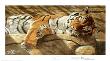 Sultan' Siesta by Jan Martin Mcguire Limited Edition Print