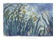 Yellow And Purple Irises, 1924-25 by Claude Monet Limited Edition Print