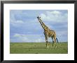 Kenyan Giraffe, Giraffa Camelopardalis Tippelskirchi Masai Mara G.R., Kenya by Adam Jones Limited Edition Print