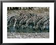 Zebras (Equus Burchellii) Drinking From Waterhole, Etosha National Park, Namibia by Dennis Jones Limited Edition Print