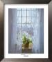 Cape Primrose by Peter Poskas Limited Edition Print