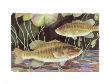 Smallmouth Bass by Paul Brent Limited Edition Print