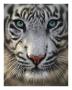 White Tiger by Collin Bogle Limited Edition Pricing Art Print