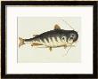 Catfish by Mark Catesby Limited Edition Pricing Art Print
