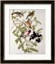 Rose-Breasted Grosbeak From Birds Of America by John James Audubon Limited Edition Pricing Art Print