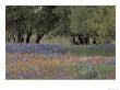 Texas Paintbrush And Bluebonnets Below Oak Trees, Hill Country, Texas, Usa by Adam Jones Limited Edition Print