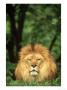 Lion, Panthera Leo Adult Male by Adam Jones Limited Edition Pricing Art Print