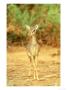 Guenthers Long-Snouted Dik-Dik by Adam Jones Limited Edition Pricing Art Print