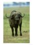 Cape Buffalo, Syncerus Caffer Caffer Masai Mara Game Reserve, Kenya by Adam Jones Limited Edition Pricing Art Print