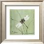 Dragon Fly by Paul Brent Limited Edition Print