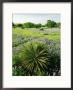 Yucca, And Bluebonnets, Texas Hill Country by Adam Jones Limited Edition Print