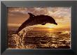 Bottlenose Dolphin At Sunset by Steve Bloom Limited Edition Print