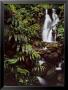 Rainforest Waterfall, Hawaii by William Neill Limited Edition Print