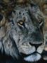 Portrait Of Elderly Lion (Panthera Leo), Selinda Reserve, Botswana by Dennis Jones Limited Edition Print