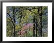 Eastern Redbud Among Oak Trees, Kentucky, Usa by Adam Jones Limited Edition Print